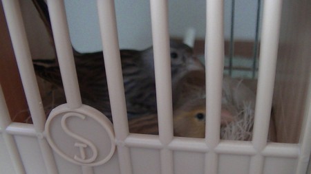 onze blauwe raza espagnola juliano en pop espagnola juanita  